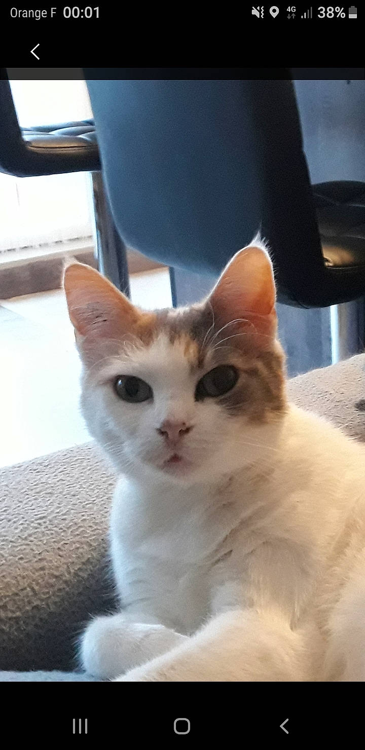 Kelly a rejoint le concours — aidez-le/la à gagner de superbes lots ! aegean_cat, american_wirehair, asian, burmilla, carnivore, cat, colorpoint_shorthair, domestic_short_haired_cat, eye, fawn, felidae, german_rex, khao_manee, kitten, mammal, small_to_medium_sized_cats, turkish_angora, turkish_van, vertebrate, whiskers