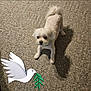 alert, animal, background, carpet, craft, cute, decor, dog, floor, green_branch, indoor, paper_cutout, paper_dove, pet, shadow, small_dog, standing, texture, toy, white_dog