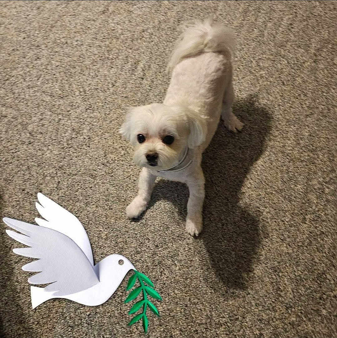 Zoey