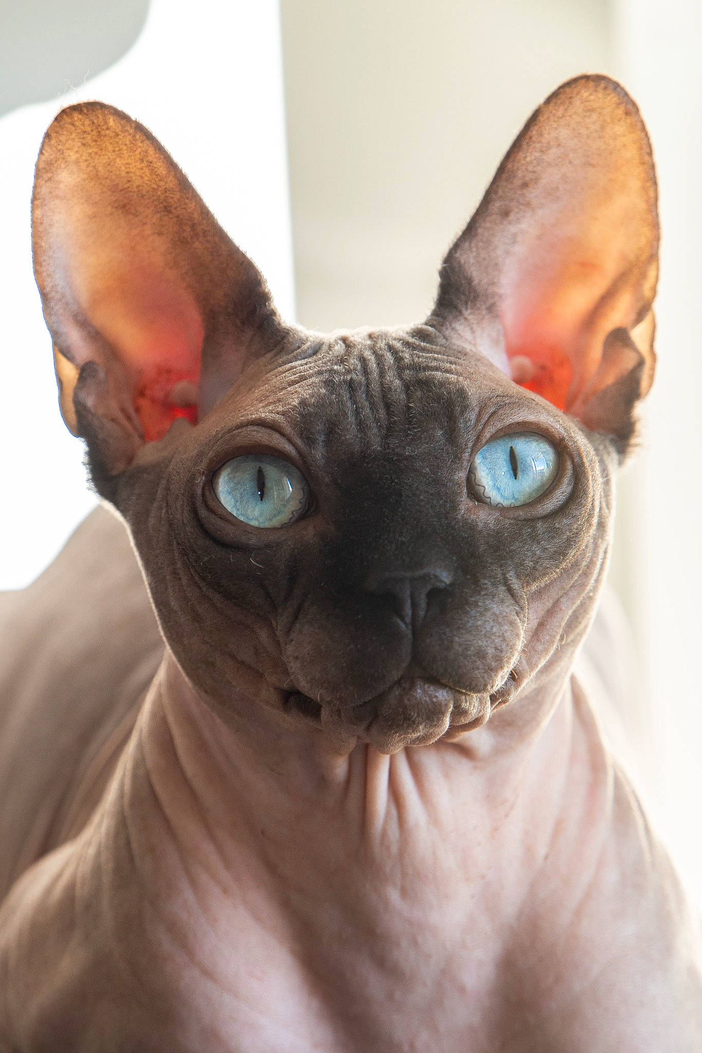 Pablo a rejoint le concours — aidez-le/la à gagner de superbes lots ! carnivore, cat, close_up, donskoy, ear, fawn, felidae, fur, liver, mammal, nose, organ, rex_cat, small_to_medium_sized_cats, snout, terrestrial_animal, throat, toy, vertebrate, whiskers