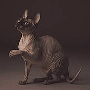 Pablo participe au concours pour gagner de l'argent avec cette photo : animal, cat, closeup, curious, dark_background, ears, feline, hairless, indoor, looking_up, paws, pet, portrait, posing, soft_light, sphynx_cat, studio_lighting, tail, whiskers, wrinkled_skin