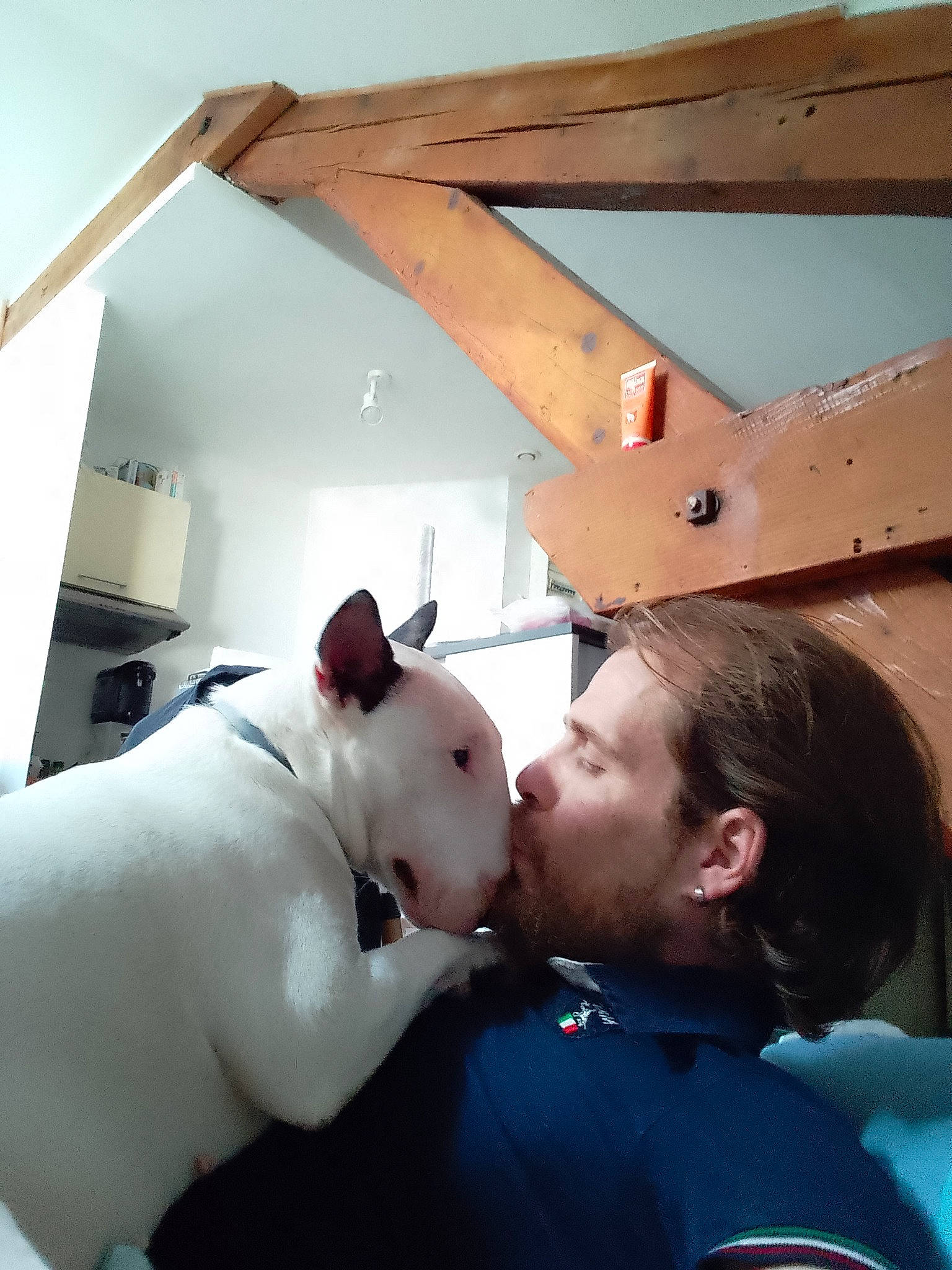 Shelbi participe au concours pour gagner de l'argent avec cette photo : canidae, carnivore, chest, companion_dog, dog, dog_breed, ear, fun, kiss, love, mammal, neck, non_sporting_group, room, sporting_group, t_shirt, vertebrate, whiskers, wood, working_animal