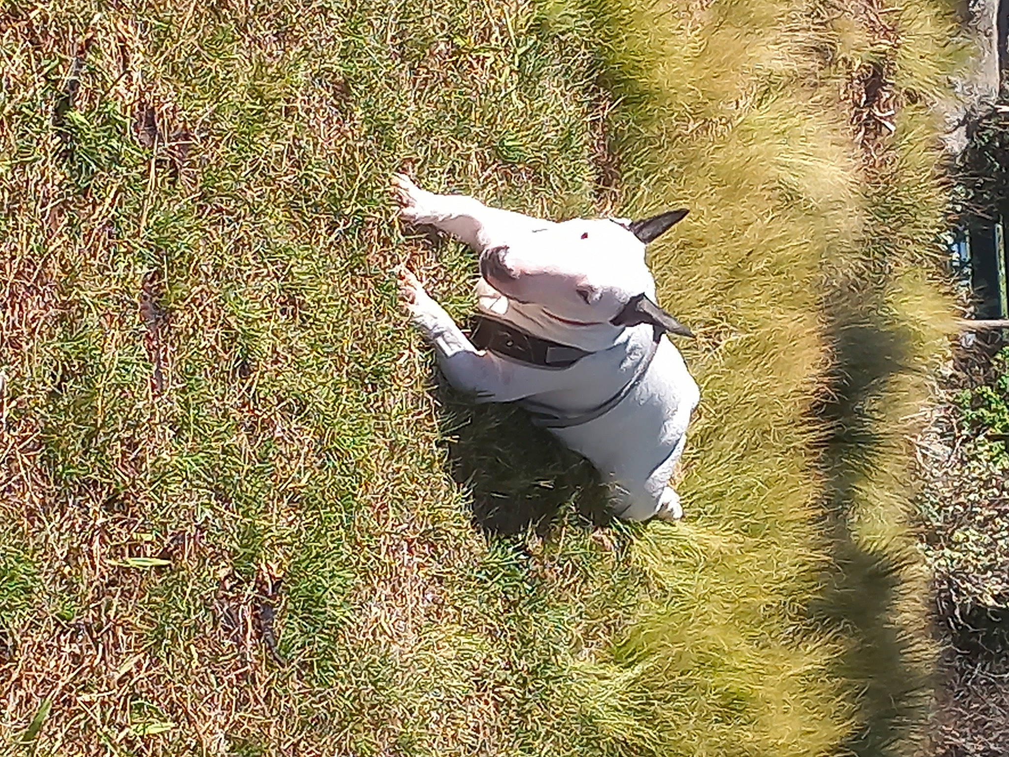 Shelbi participe au concours pour gagner de l'argent avec cette photo : adventure, canidae, dog_breed, fawn, fur, grass, grass_family, grassland, happy, jungle, pasture, paw, people_in_nature, plant, snout, soil, tail, terrestrial_animal, whiskers, wildlife
