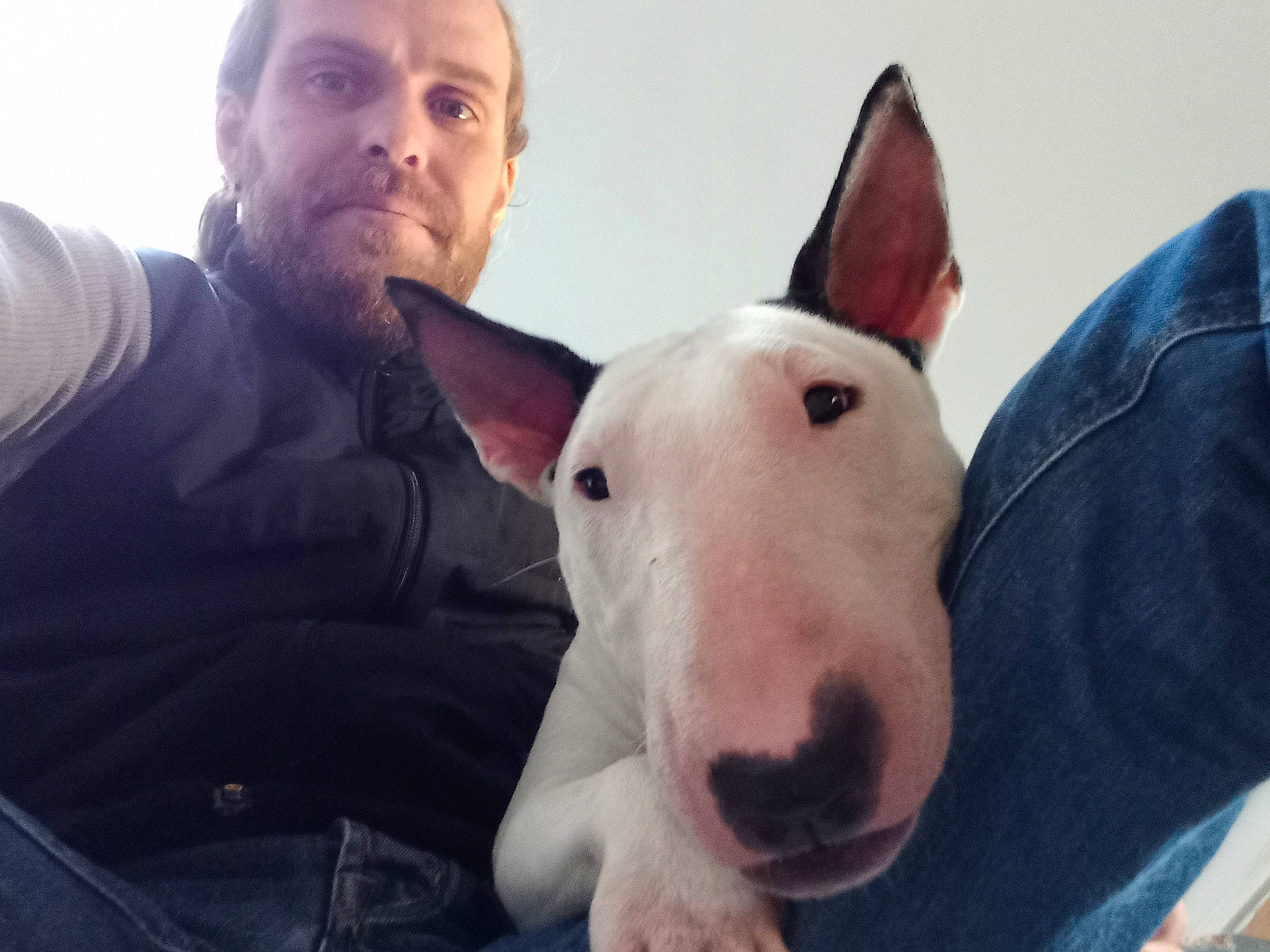 Shelbi a rejoint le concours — aidez-le/la à gagner de superbes lots ! beard, bull_and_terrier, bull_terrier, bull_terrier_miniature, carnivore, comfort, companion_dog, dog, dog_breed, ear, english_white_terrier, eye, fawn, gull_terr, hair, head, old_english_terrier, sporting_group, whiskers, working_animal