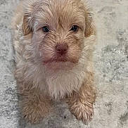 Charlie is registered to the contest to win money with this photo: puppy, dog, fluffy, brown, cute, pet, animal, fur, young, indoor, carpet, small, adorable, face, eyes, sitting, looking, mammal, domestic, companion