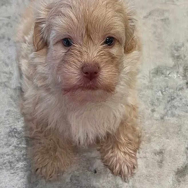 Charlie is registered to the contest to win money with this photo: adorable, animal, brown, carpet, companion, cute, dog, domestic, eyes, face, fluffy, fur, indoor, looking, mammal, pet, puppy, sitting, small, young