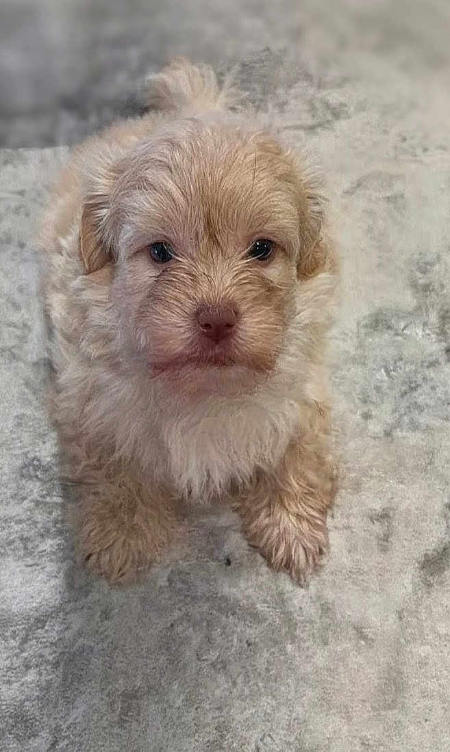 Charlie