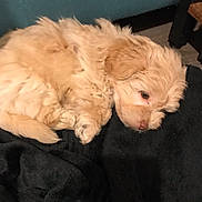 Charlie joined the competition — help win amazing prizes! animal, blanket, brown_nose, close_up, companion, cozy, curled_up, cute, dog, fluffy, fur, indoor, light_colored, pet, puppy, relaxed, resting, sleepy, soft_fur, young_dog