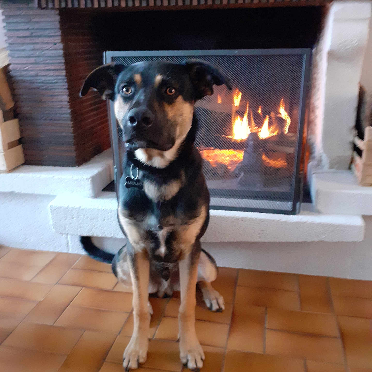 Loulou a rejoint le concours — aidez-le/la à gagner de superbes lots ! animal, black, brown, collar, cozy, dog, ears, fire, fireplace, floor, front_view, fur, home, indoor, looking, pet, relaxed, sitting, tile_floor, warmth
