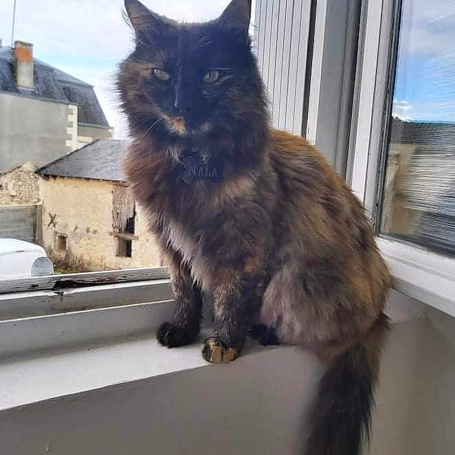 Nala a rejoint le concours — aidez-le/la à gagner de superbes lots ! animal, building, cat, collar, daylight, domestic_animal, feline, fluffy, fur, indoor, long_hair, looking, outdoor_view, pet, sitting, sky, tail, tortoiseshell, window, windowsill