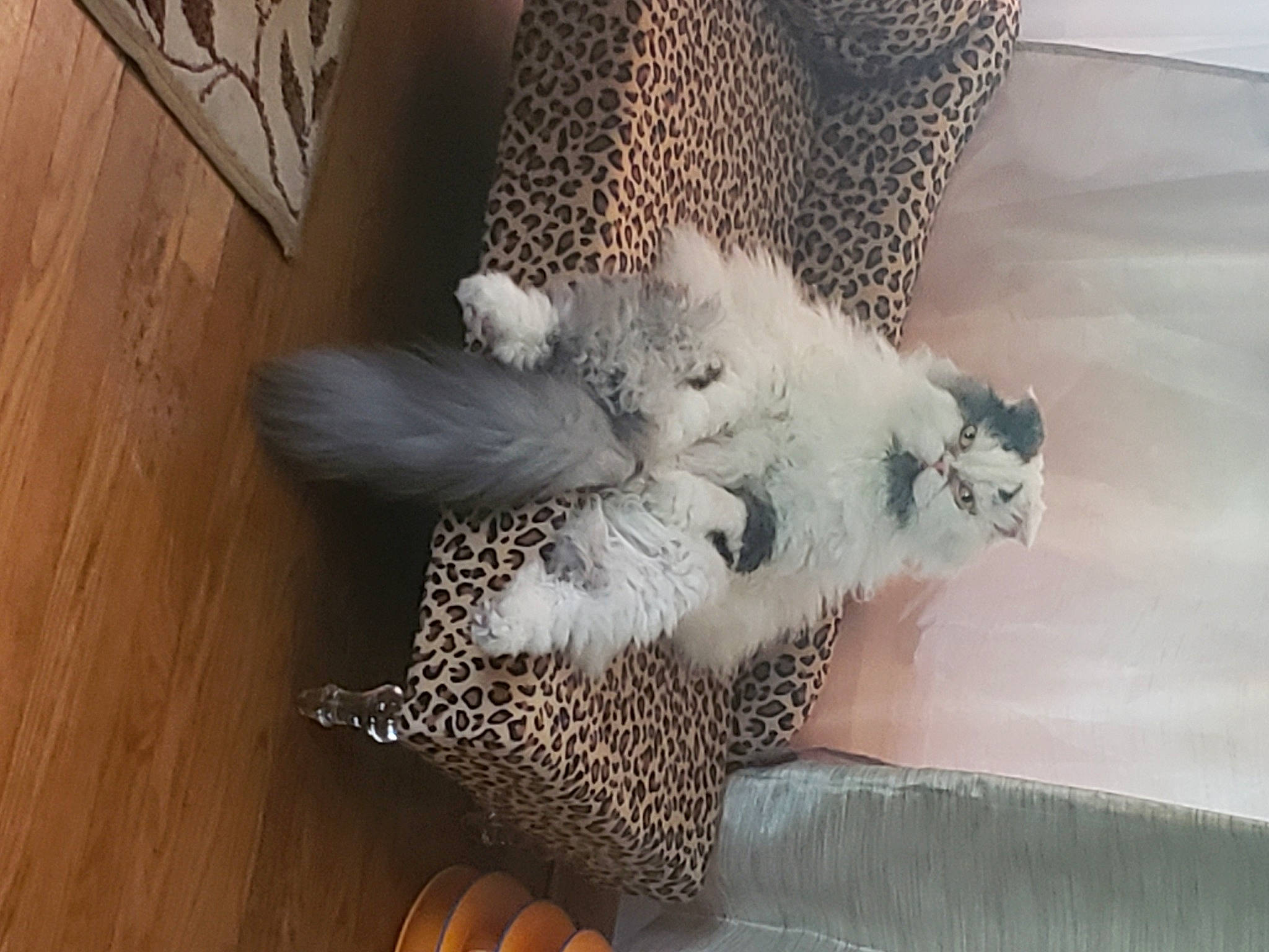 Monroe Rockefeller Rice joined the competition — help win amazing prizes! art, beak, bird, comfort, fashion_accessory, fawn, feather, felidae, flooring, fur, glove, grey, hardwood, pattern, room, small_to_medium_sized_cats, tail, whiskers, wing, wood