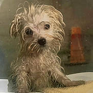 Tiny is registered to the contest to win money with this photo: dog, wet, bathtub, fur, pet, animal, cute, small_dog, indoor, bath, curly_fur, looking_up, paw, towel, bathroom, expression, close_up, mammal, domestic_animal, pet_care