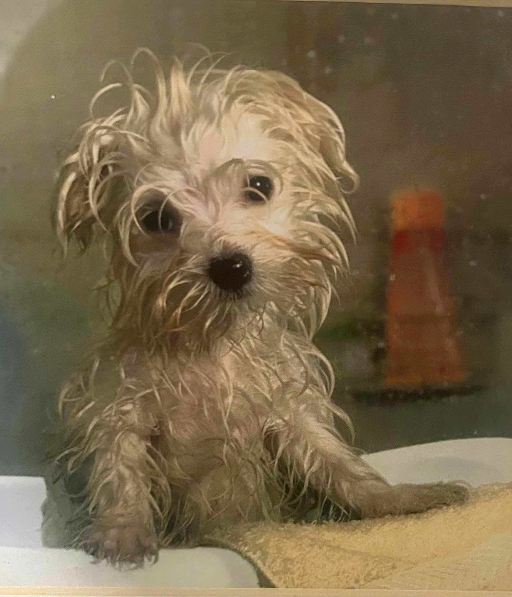Tiny is registered to the contest to win money with this photo: dog, wet, bathtub, fur, pet, animal, cute, small_dog, indoor, bath, curly_fur, looking_up, paw, towel, bathroom, expression, close_up, mammal, domestic_animal, pet_care