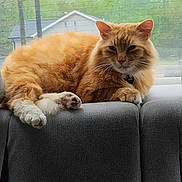 Pumpkin is registered to the contest to win money with this photo: animal, car_interior, car_seat, cat, cute, domestic_cat, feline, fluffy, fur, house, indoor, nature_background, orange_cat, paws, pet, relaxed, resting, trees, whiskers, window