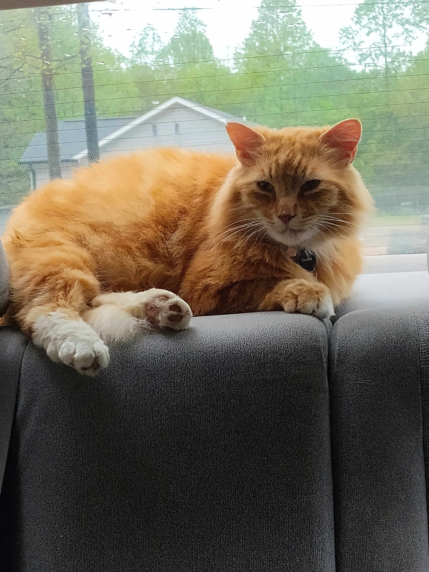 Pumpkin