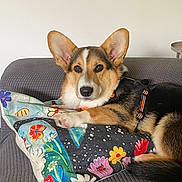Ary a rejoint le concours — aidez-le/la à gagner de superbes lots ! animal, black, brown, colorful, corgi, couch, cute, dog, ears, face, floral, fur, indoor, looking, pattern, pet, pillow, relaxed, resting, white