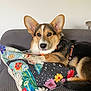 animal, black, brown, colorful, corgi, couch, cute, dog, ears, face, floral, fur, indoor, looking, pattern, pet, pillow, relaxed, resting, white
