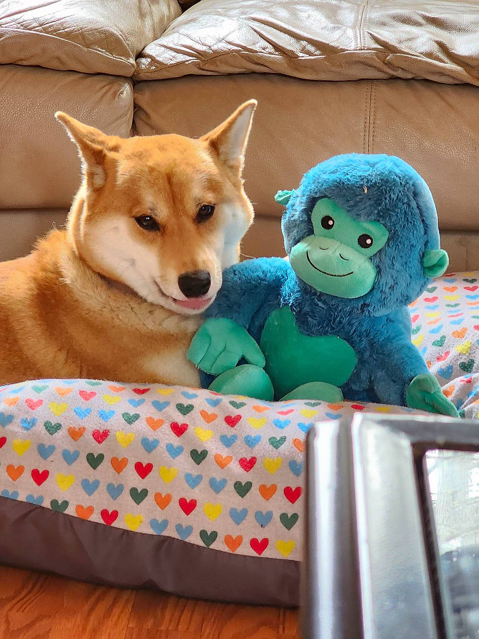 Gemma joined the competition — help win amazing prizes! canidae, carnivore, comfort, companion_dog, dog, dog_breed, dog_supply, dog_toy, fawn, fur, linens, pet_supply, plush, snout, spitz, sporting_group, stuffed_toy, tail, toy, working_animal