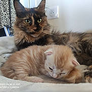 Yara participe au concours pour gagner de l'argent avec cette photo : cat, kitten, tortoiseshell_cat, ginger_kitten, sleeping, furry, pet, indoor, blanket, resting, cute, animal, domestic_cat, whiskers, fur, eyes, closeup, home, comfort, soft