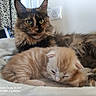 cat, kitten, tortoiseshell_cat, ginger_kitten, sleeping, furry, pet, indoor, blanket, resting, cute, animal, domestic_cat, whiskers, fur, eyes, closeup, home, comfort, soft