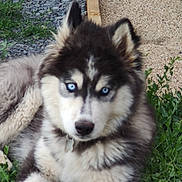 Blue participe au concours pour gagner de l'argent avec cette photo : dog, puppy, husky, blue_eyes, fur, grass, outdoor, pet, animal, chew_toy, nature, young, cute, canine, muzzle, ears, collar, resting, portrait, closeup