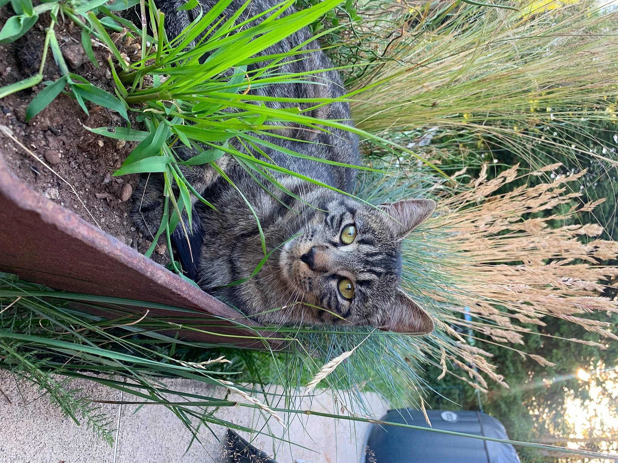 Simba