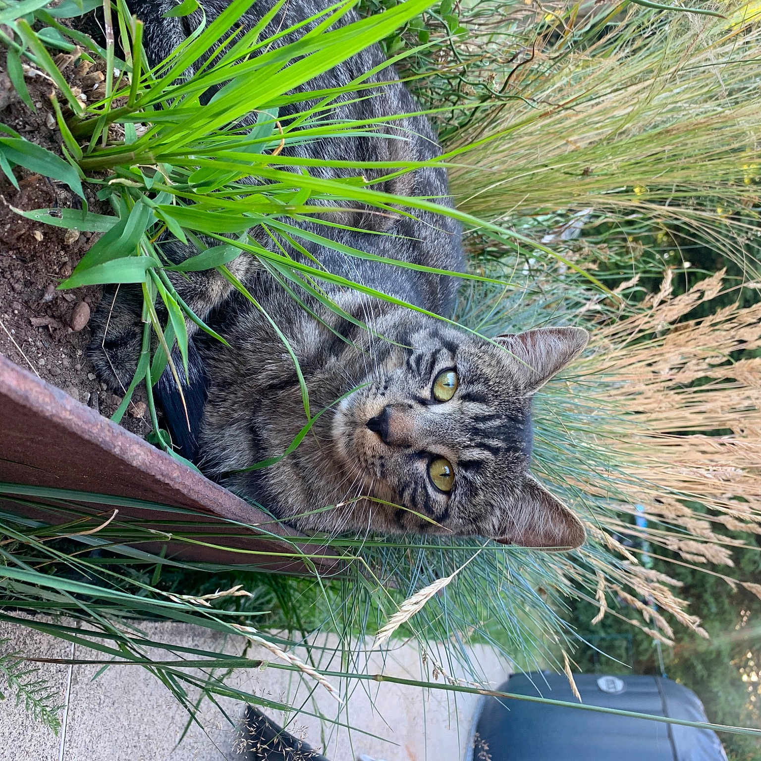 Simba