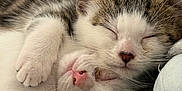 Moon a rejoint le concours — aidez-le/la à gagner de superbes lots ! adorable, animal, blanket, cat, closeup, companion, cozy, cute, cute_animals, domestic_animal, feline, fur, kitten, mammal, paw, pet, resting, sleeping, snuggling, whiskers