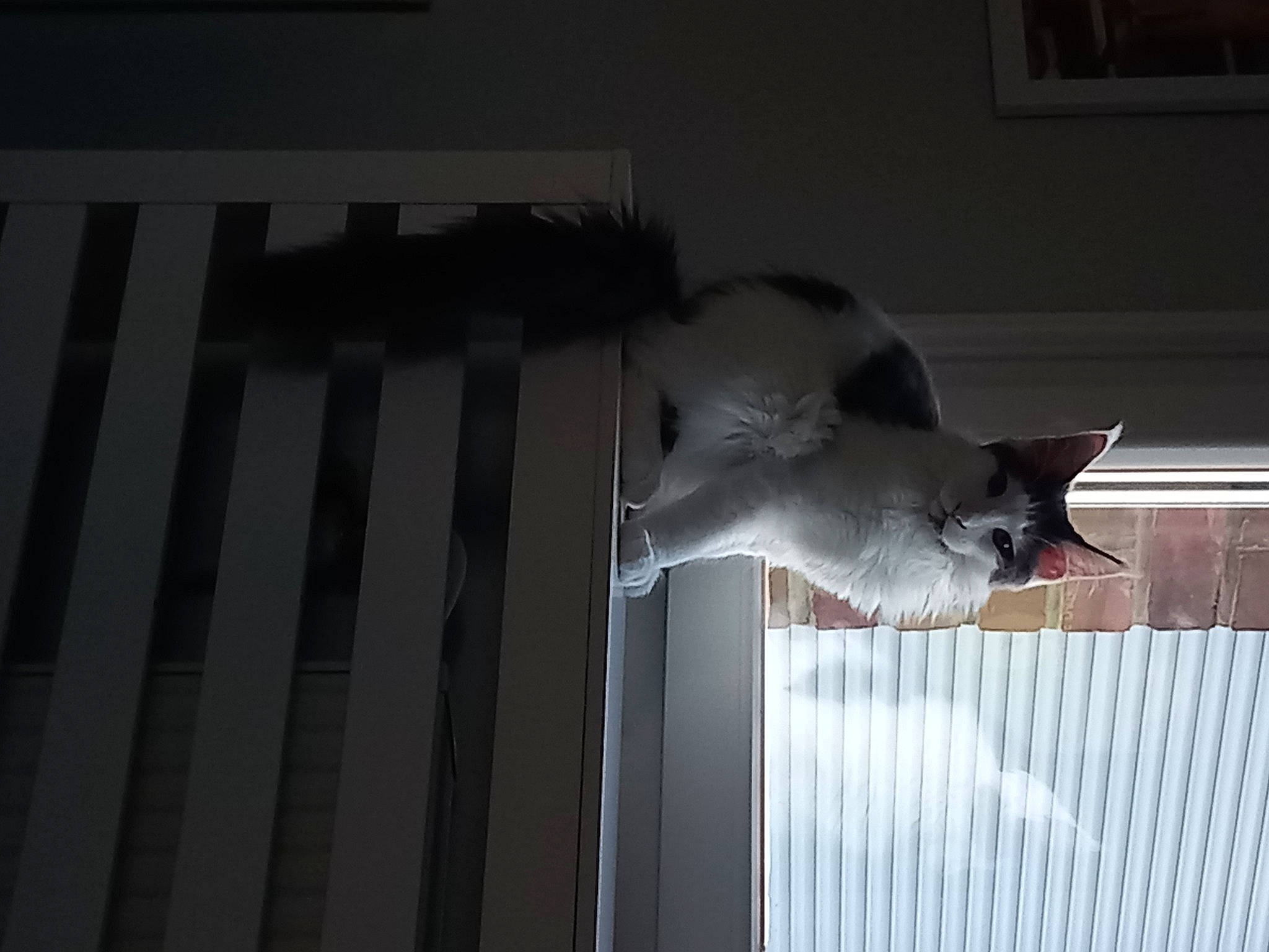 Youko a rejoint le concours — aidez-le/la à gagner de superbes lots ! animal_shelter, carnivore, cat, darkness, domestic_short_haired_cat, felidae, fur, grey, monochrome, monochrome_photography, picture_frame, room, shadow, small_to_medium_sized_cats, snout, tail, whiskers, window, window_covering, wood