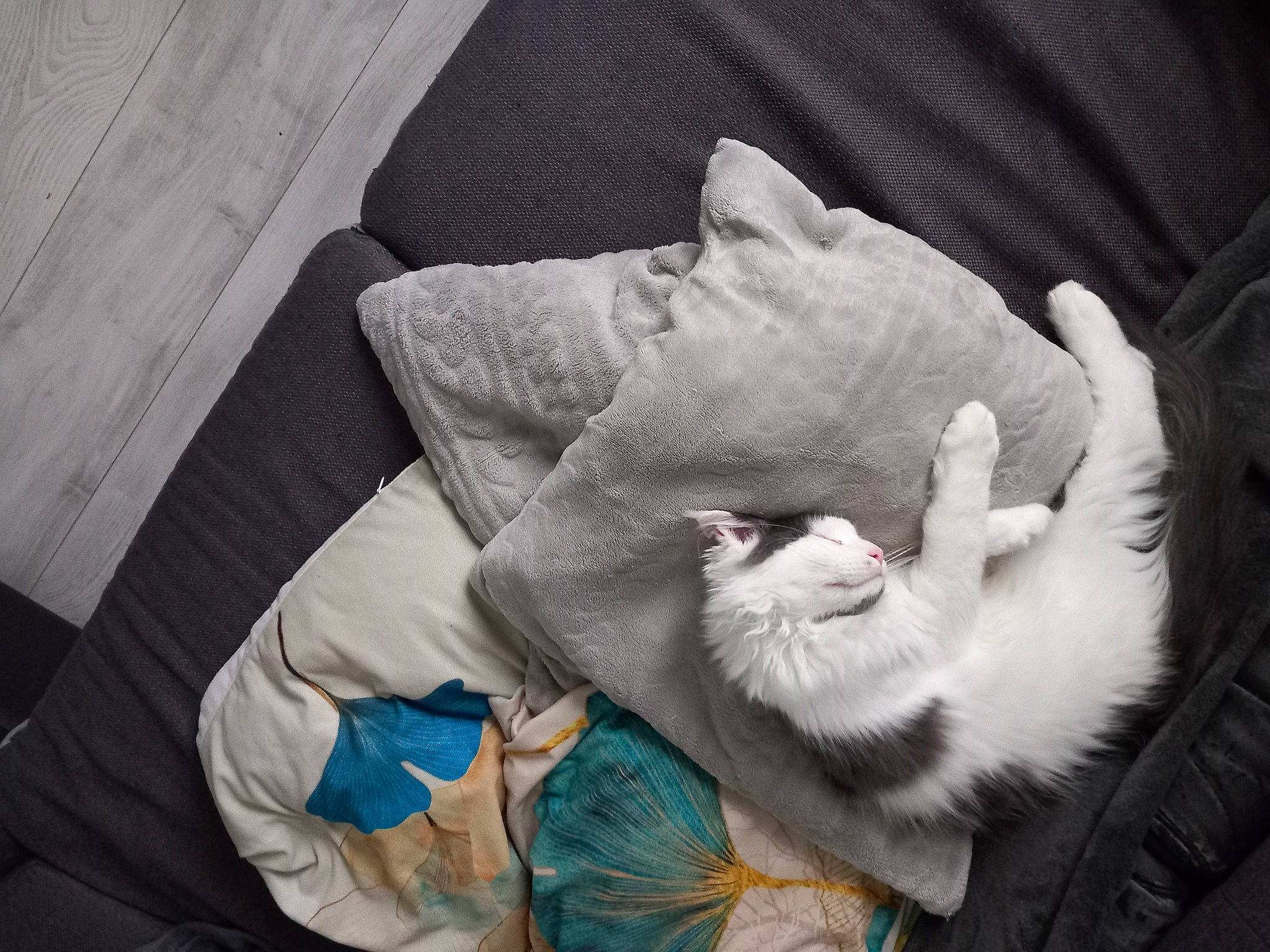 Youko participe au concours pour gagner de l'argent avec cette photo : beard, carnivore, cat, claw, comfort, domestic_short_haired_cat, felidae, fur, gesture, grey, human_leg, linens, nail, paw, small_to_medium_sized_cats, snout, sunglasses, tail, tree, whiskers