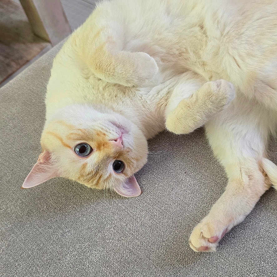 Nina participe au concours pour gagner de l'argent avec cette photo : cat, cream_colored, fluffy, lying_down, playful_pose, curious_eyes, indoor, gray_surface, textured, wooden_chair, floor_tiles, pet, feline, cute, relaxed, whiskers, paws, ears, looking_up, cozy