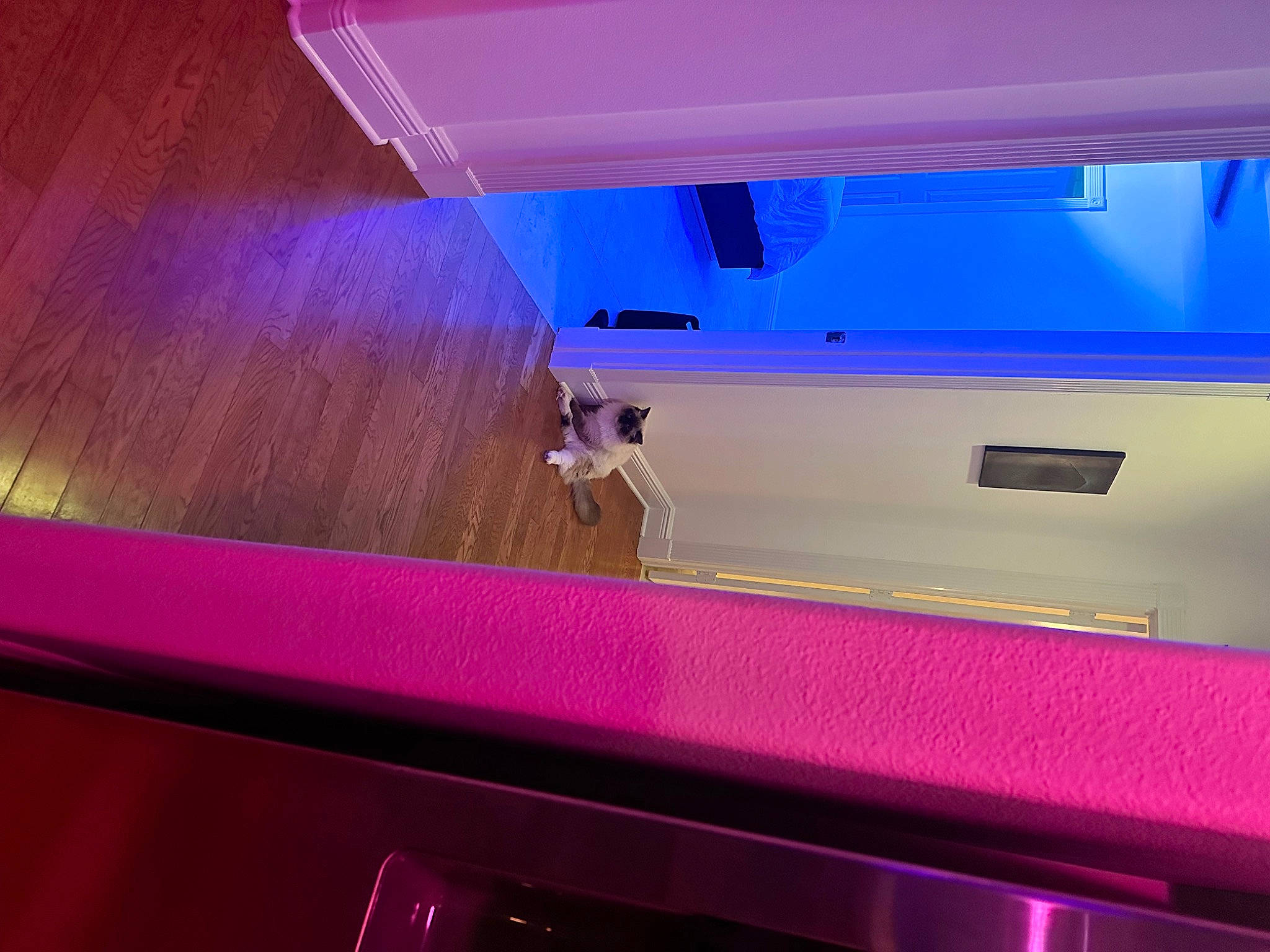 Snuffelupagus joined the competition — help win amazing prizes! architecture, automotive_exterior, blue, cabinetry, countertop, floor, flooring, gas, glass, hardwood, magenta, material_property, property, purple, rectangle, tints_and_shades, violet, wall, wood, wood_stain