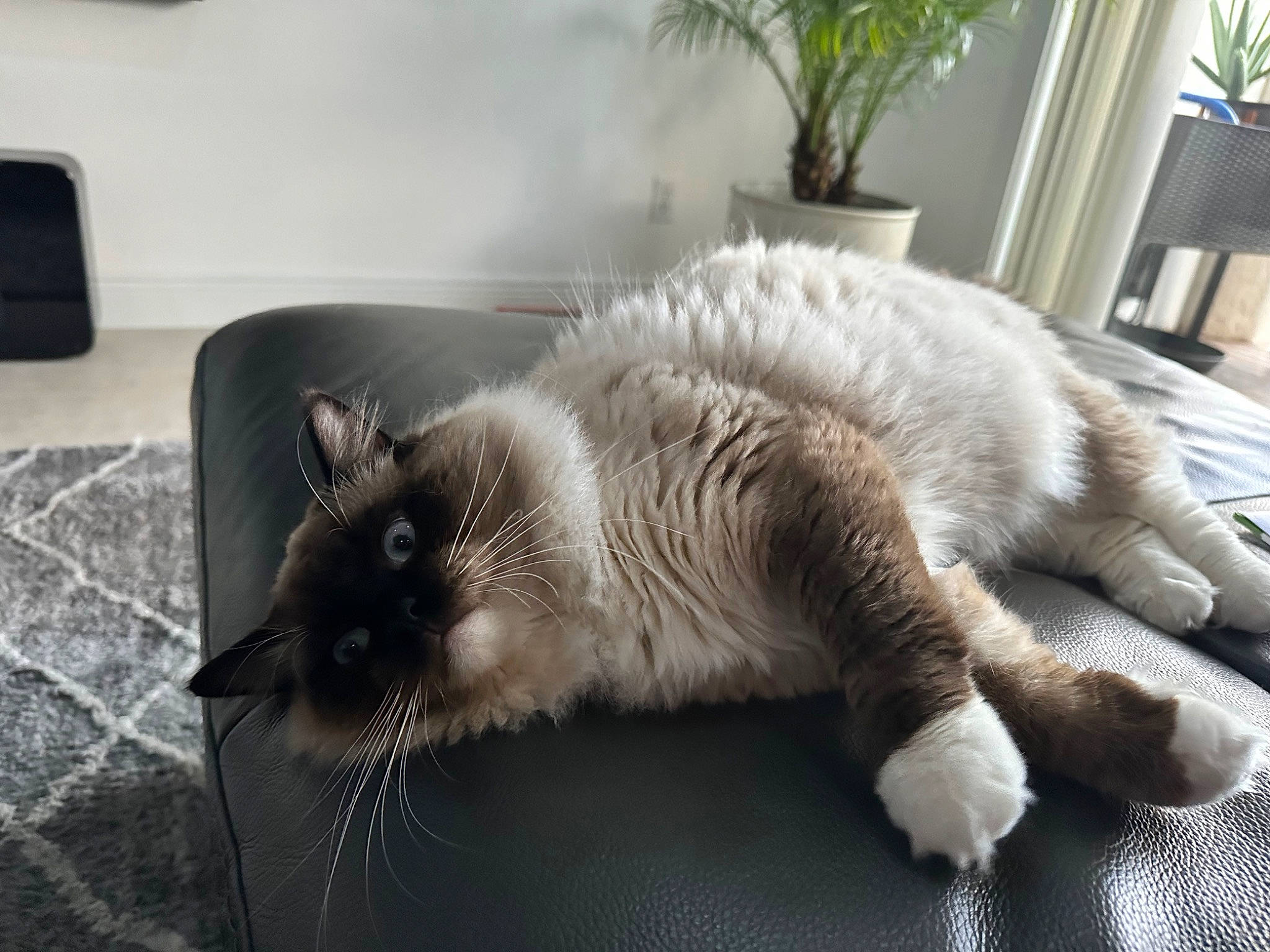 Snuffelupagus joined the competition — help win amazing prizes! carnivore, cat, claw, comfort, domestic_short_haired_cat, fawn, felidae, flooring, flowerpot, fur, furniture, grey, houseplant, paw, plant, small_to_medium_sized_cats, snout, tail, whiskers, window