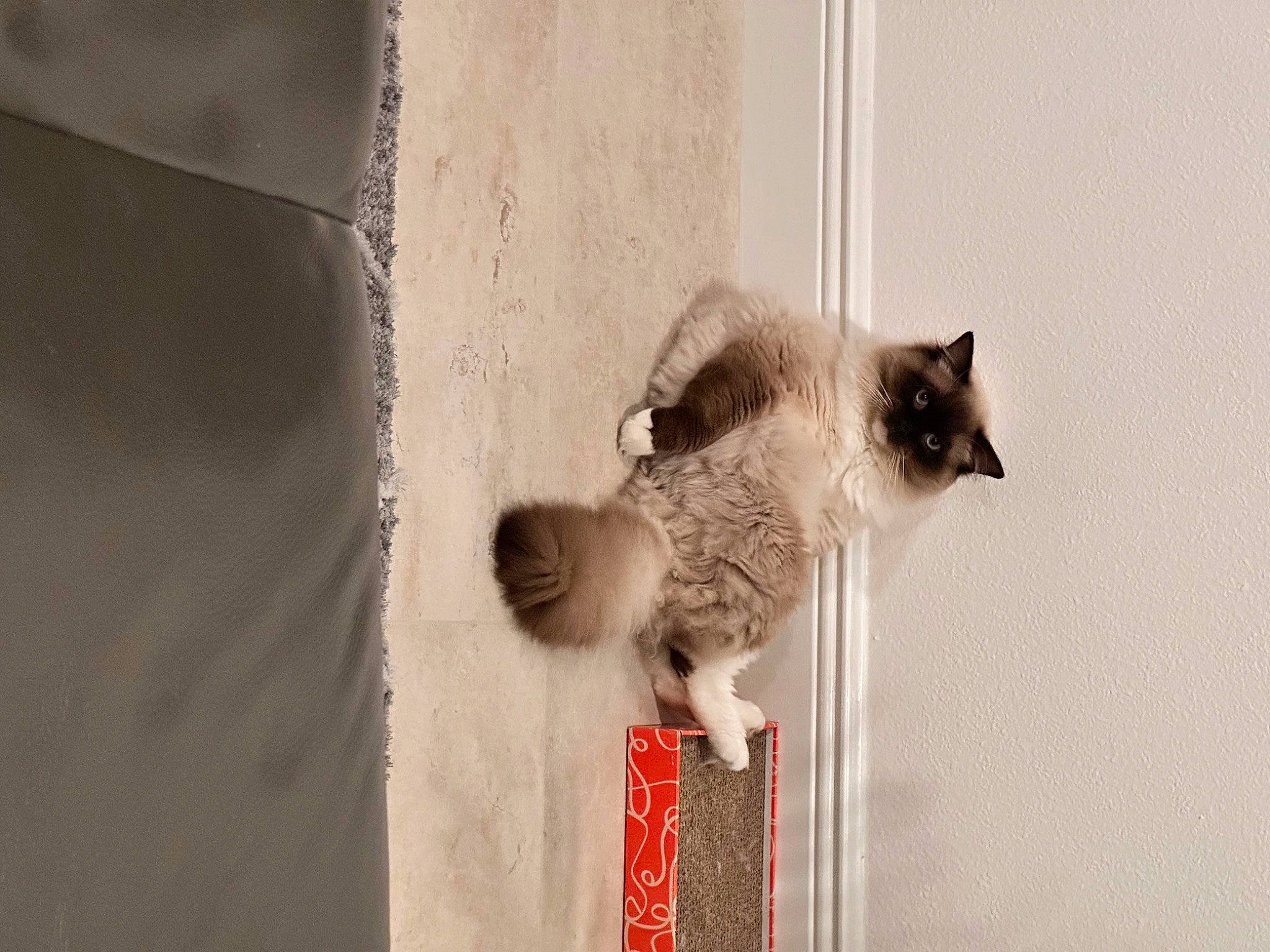 Snuffelupagus is registered to the contest to win money with this photo: balinese, canidae, carnivore, cat, domestic_short_haired_cat, fawn, felidae, flooring, fur, grey, paw, room, shadow, siamese, small_to_medium_sized_cats, snout, tail, thai, whiskers, wood