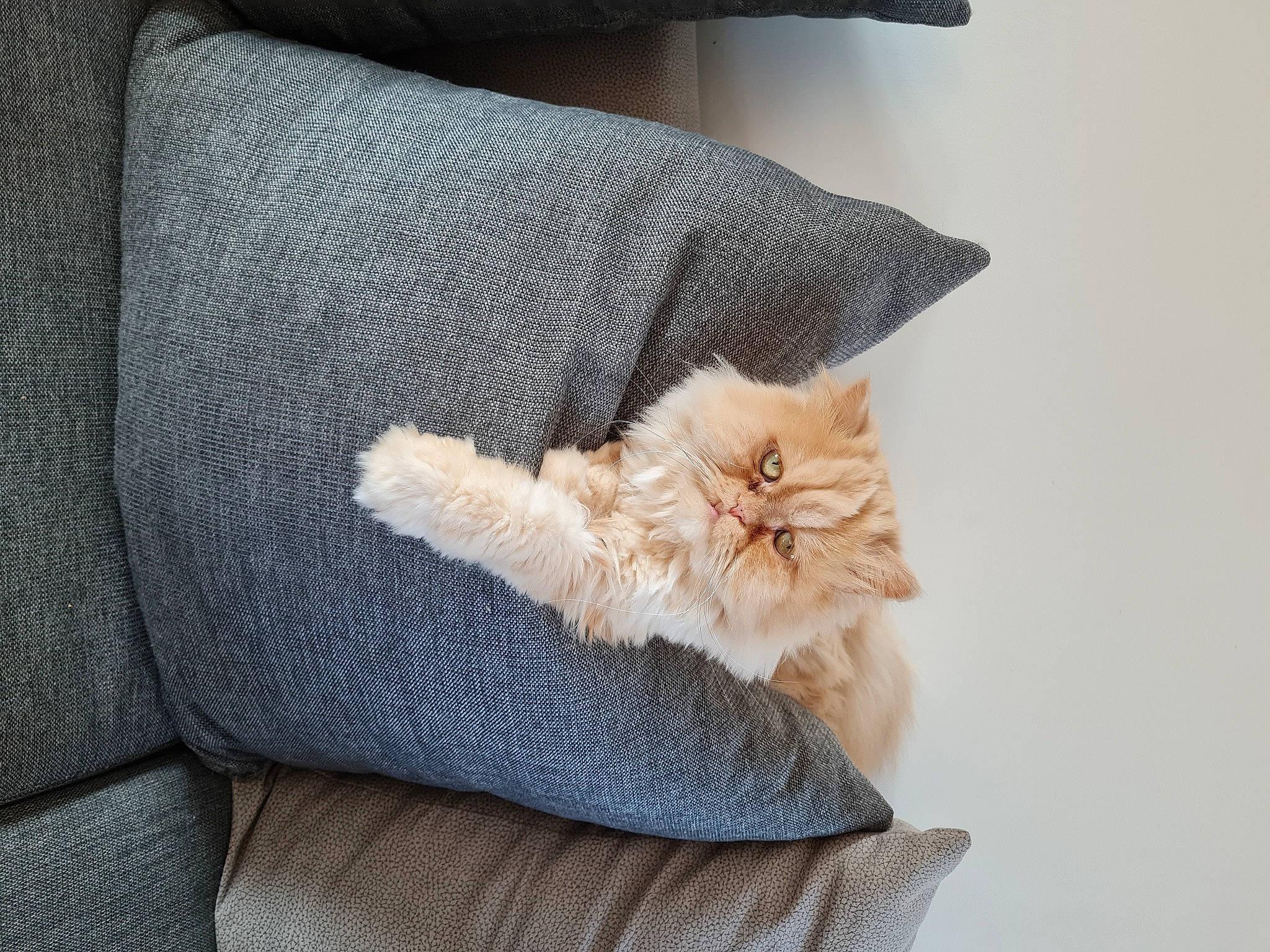 Lewis a rejoint le concours — aidez-le/la à gagner de superbes lots ! bag, carnivore, cat, chair, comfort, couch, fashion_accessory, felidae, fur, grey, human_leg, linens, luggage_and_bags, paw, small_to_medium_sized_cats, tail, textile, whiskers, window, wood