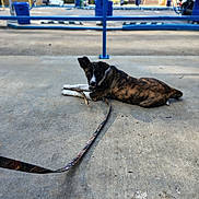 Roscoe joined the competition — help win amazing prizes! dog, brindle, puppy, leash, stick, concrete, outdoor, blue_structure, trees, parked_cars, sunlight, shadow, animal, pet, resting, looking, playful, daytime, ground, canine