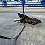 dog, brindle, puppy, leash, stick, concrete, outdoor, blue_structure, trees, parked_cars, sunlight, shadow, animal, pet, resting, looking, playful, daytime, ground, canine