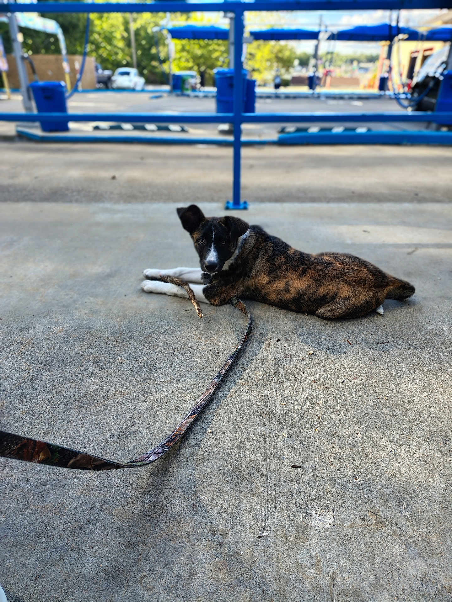 Roscoe joined the competition — help win amazing prizes! dog, brindle, puppy, leash, stick, concrete, outdoor, blue_structure, trees, parked_cars, sunlight, shadow, animal, pet, resting, looking, playful, daytime, ground, canine