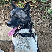 Bruno is registered to the contest to win money with this photo: dog, canine, tongue_out, black_coat, white_coat, collar, leash, outdoor, nature, dirt, greenery, sitting, pet, animal, happy, ears_up, close_up, daylight, mammal, friendly