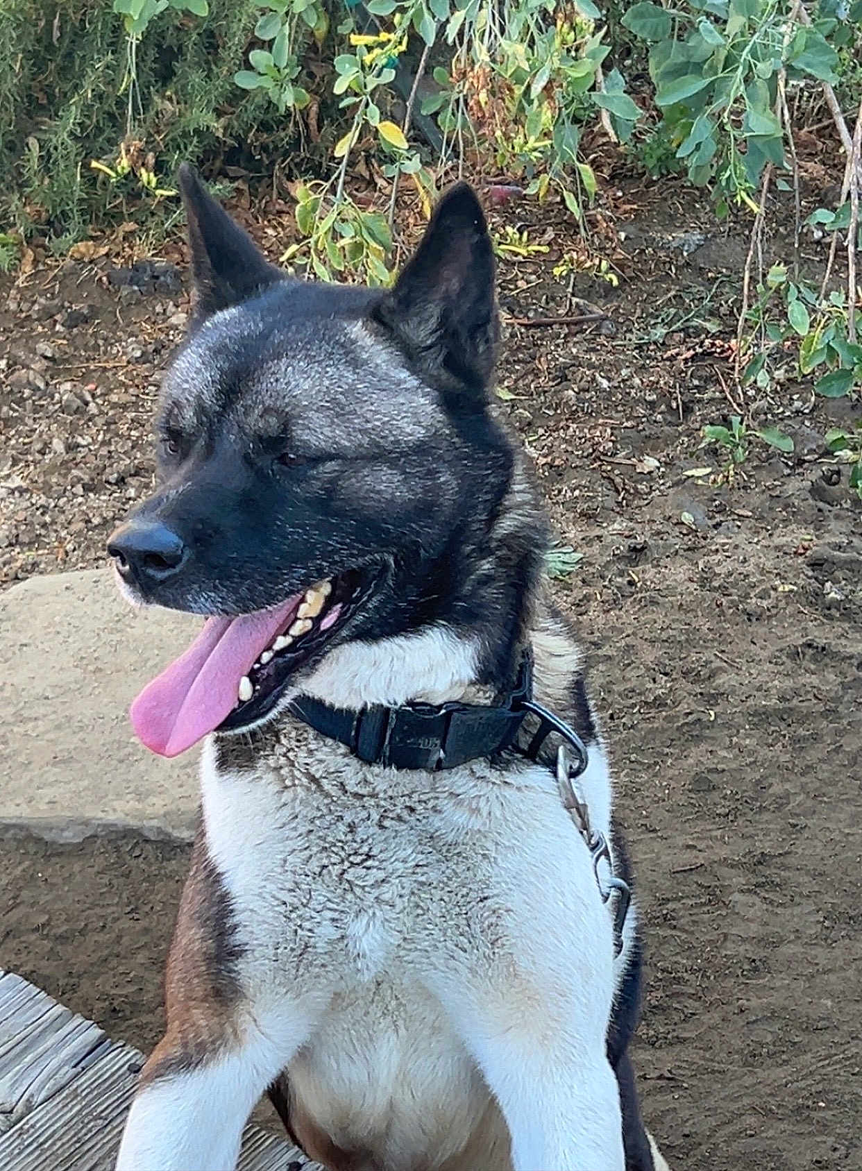 Bruno is registered to the contest to win money with this photo: dog, canine, tongue_out, black_coat, white_coat, collar, leash, outdoor, nature, dirt, greenery, sitting, pet, animal, happy, ears_up, close_up, daylight, mammal, friendly
