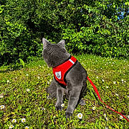 Silver participe au concours pour gagner de l'argent avec cette photo : cat, gray_cat, harness, red_harness, outdoor, grass, flowers, daisies, greenery, nature, sunlight, pet, animal, sitting, leash, daytime, curious, fur, mammal, garden
