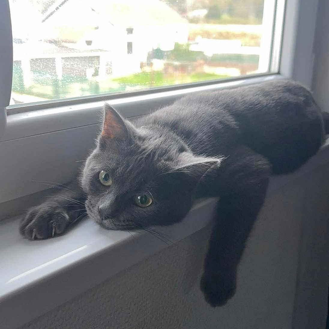 Silver a rejoint le concours — aidez-le/la à gagner de superbes lots ! animal, cat, cozy, curious, daylight, domestic_cat, feline, fur, gray_cat, home, indoor, looking_out, paw, pet, relaxed, resting, sleepy, whiskers, window, windowsill