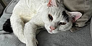 Rocky a rejoint le concours — aidez-le/la à gagner de superbes lots ! cat, white_cat, black_mark, pet, indoor, relaxed, laying_down, soft_blanket, gray_blanket, cushion, cozy, sleepy, fur, whiskers, paw, ears, animal, mammal, domestic, resting