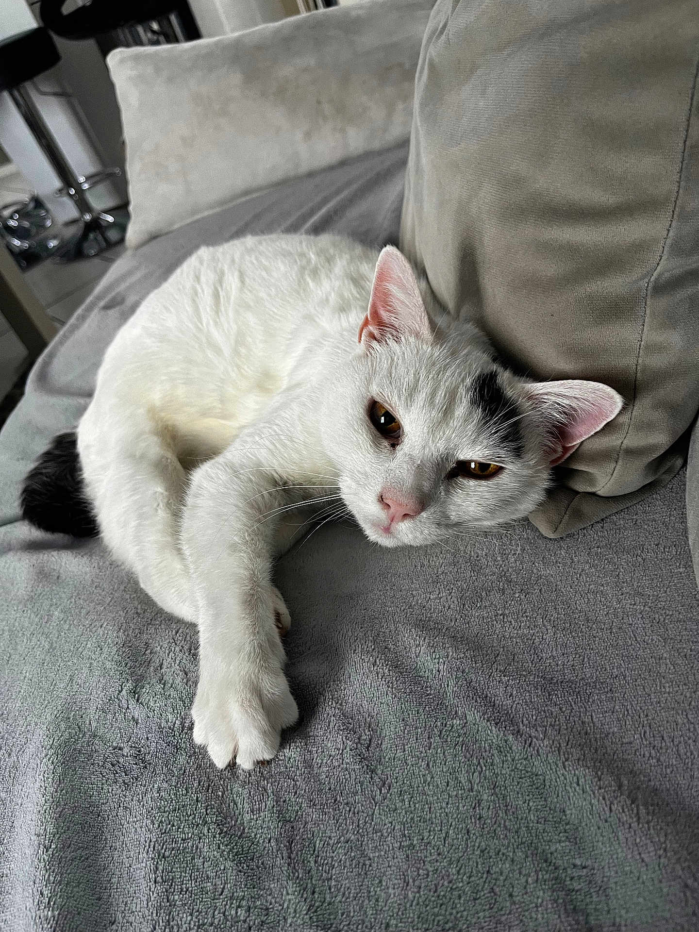 Rocky a rejoint le concours — aidez-le/la à gagner de superbes lots ! cat, white_cat, black_mark, pet, indoor, relaxed, laying_down, soft_blanket, gray_blanket, cushion, cozy, sleepy, fur, whiskers, paw, ears, animal, mammal, domestic, resting