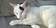 Rocky participe au concours pour gagner de l'argent avec cette photo : animal, black_patch, cat, closeup, comfort, couch, cozy, domestic, fur, furniture, home, indoor, paw, pet, quiet, relaxation, resting, sleeping, whiskers, white_cat