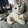 cat, white_cat, black_patch, pet, indoor, cozy, blanket, furniture, window_blinds, relaxed, animal, whiskers, paws, close_up, domestic_cat, mammal, comfortable, resting, home, curious