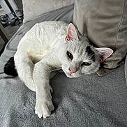 Rocky a rejoint le concours — aidez-le/la à gagner de superbes lots ! cat, white_cat, black_mark, pet, indoor, relaxed, laying_down, soft_blanket, gray_blanket, cushion, cozy, sleepy, fur, whiskers, paw, ears, animal, mammal, domestic, resting
