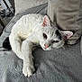 cat, white_cat, black_mark, pet, indoor, relaxed, laying_down, soft_blanket, gray_blanket, cushion, cozy, sleepy, fur, whiskers, paw, ears, animal, mammal, domestic, resting