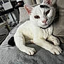 Rocky participe au concours pour gagner de l'argent avec cette photo : cat, white_cat, black_spot, amber_eyes, relaxed, indoor, living_room, gray_blanket, cushion, paws, fur, pet, animal, mammal, home_interior, modern_furniture, bar_stool, table, soft_light, portrait