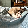 cat, sleeping, bed, blanket, furniture, indoor, cozy, resting, paw, fur, domestic_animal, table, fan, clothes, wooden, pattern, home, relax, quiet, calm